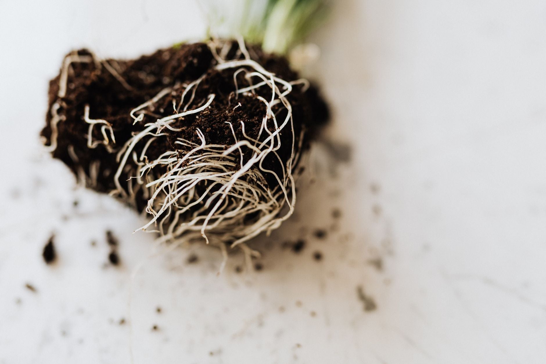 Ashwagandha Supplement: The Complete Guide to Benefits, Dosage & What to Look For