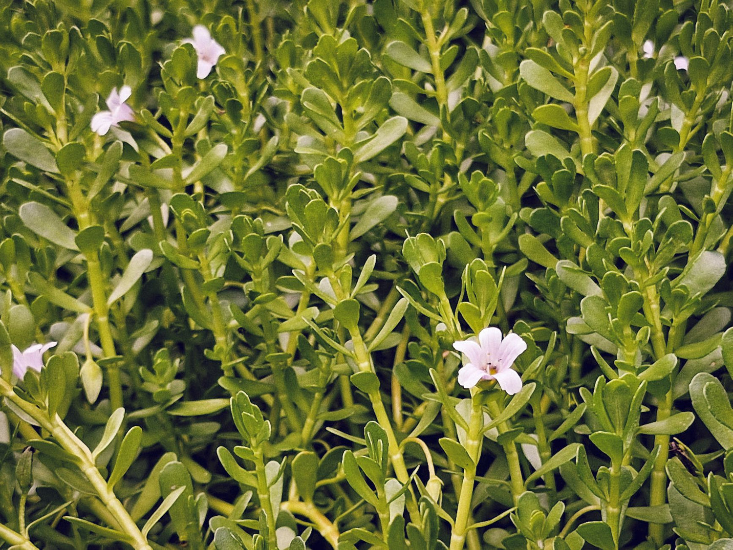 Bacopa Monnieri Supplement: What Two Decades of Clinical Trials Actually Tell Us