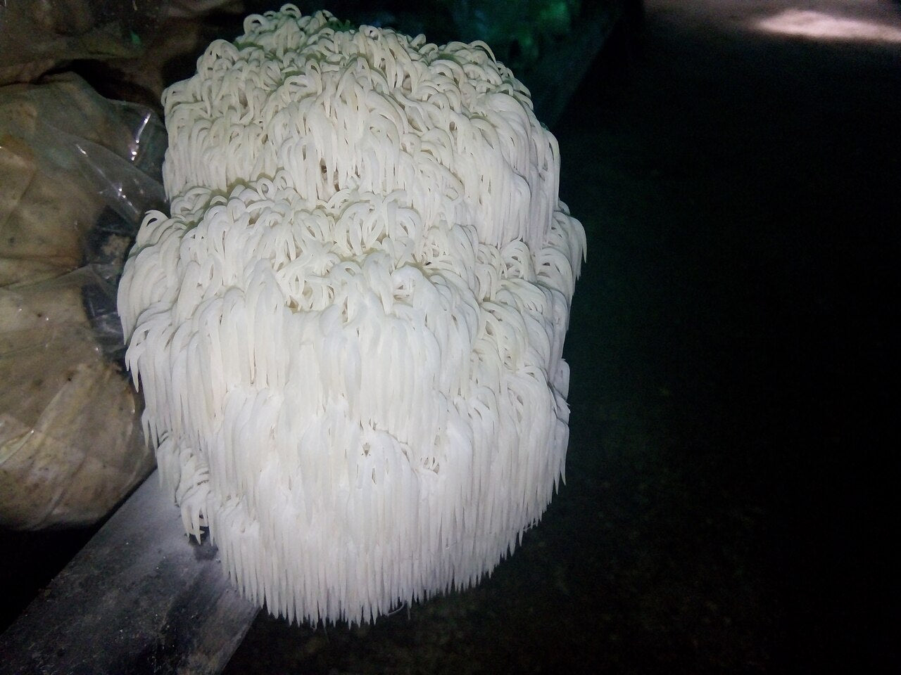 Lion's Mane Benefits: Which Claims Survive Peer Review in 2026?