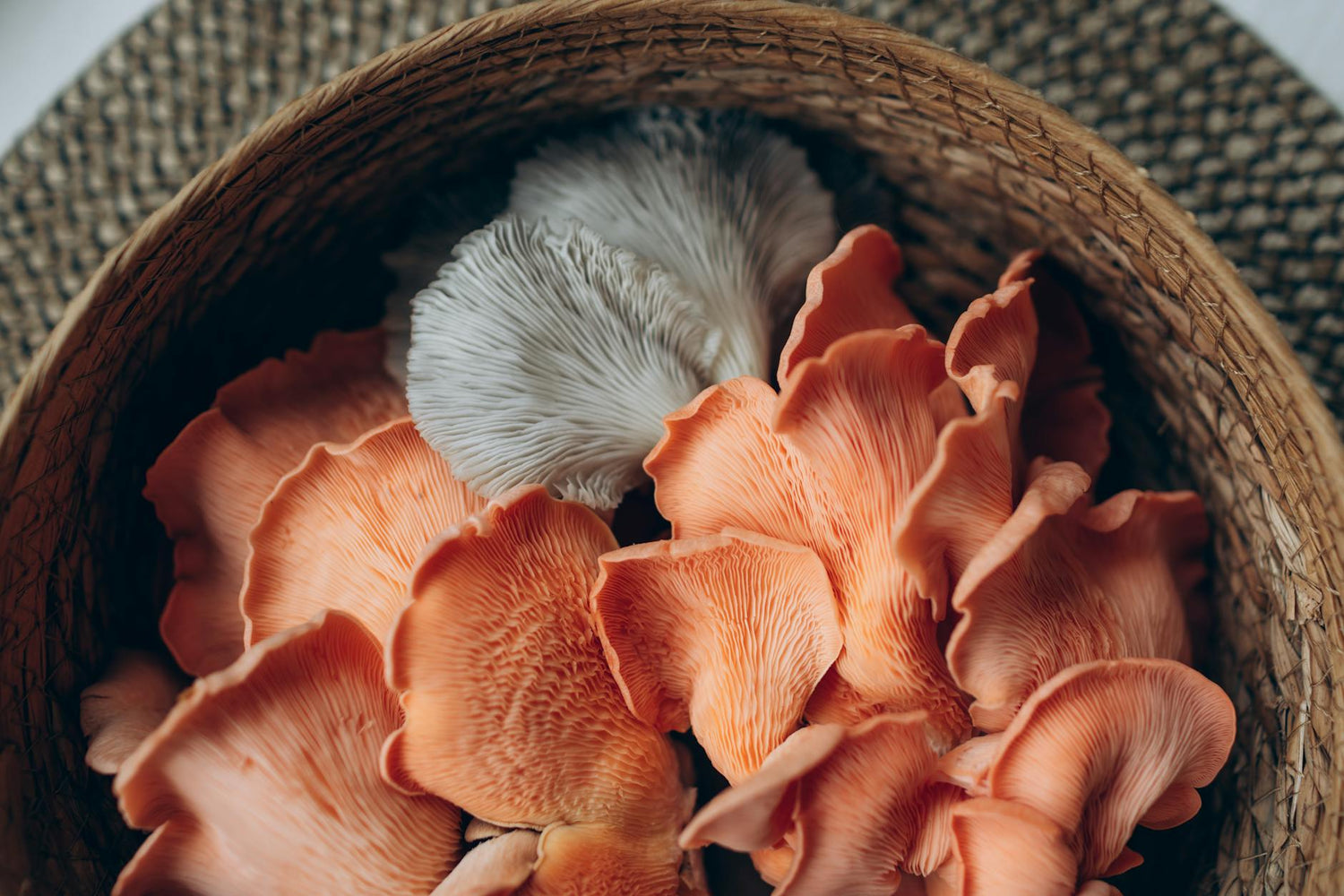 Lion's Mane Benefits: 9 Science-Backed Reasons to Try It