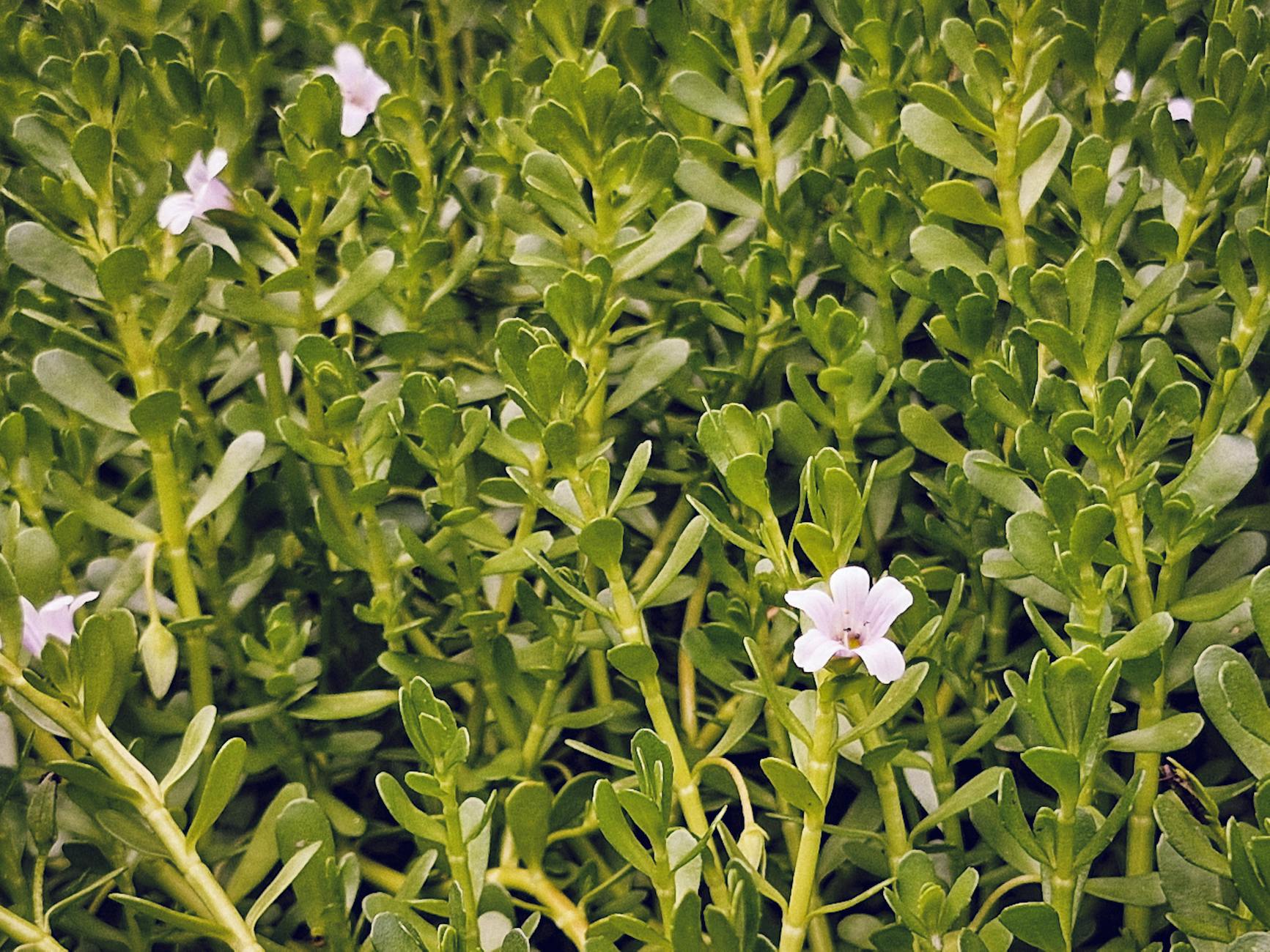 Bacopa Monnieri Supplement: Evidence on Memory & Focus