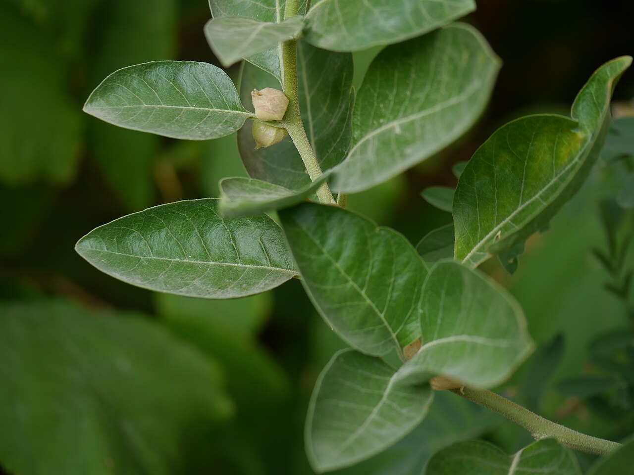 Ashwagandha for Anxiety: What the Science Actually Says (2026)
