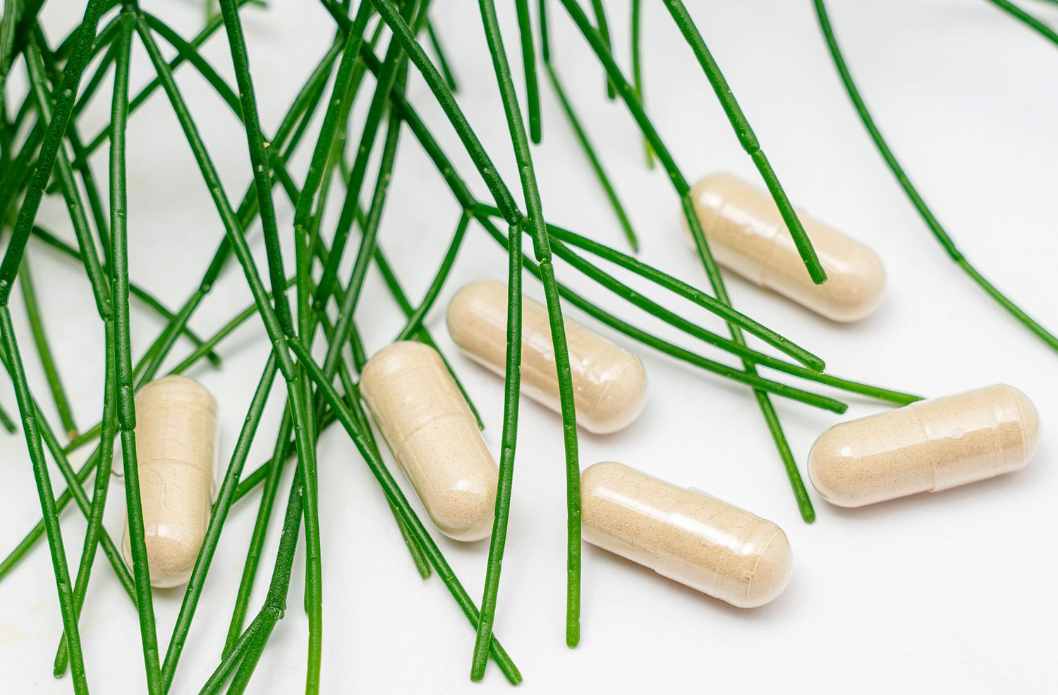 Huperzine A Supplement Guide: Dosing, Cycling & Stacking Based on Its 10–14 Hour Half-Life