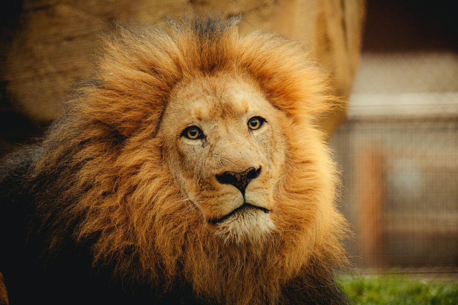 Lion's Mane Benefits: 7 Science-Backed Reasons to Try It in 2026