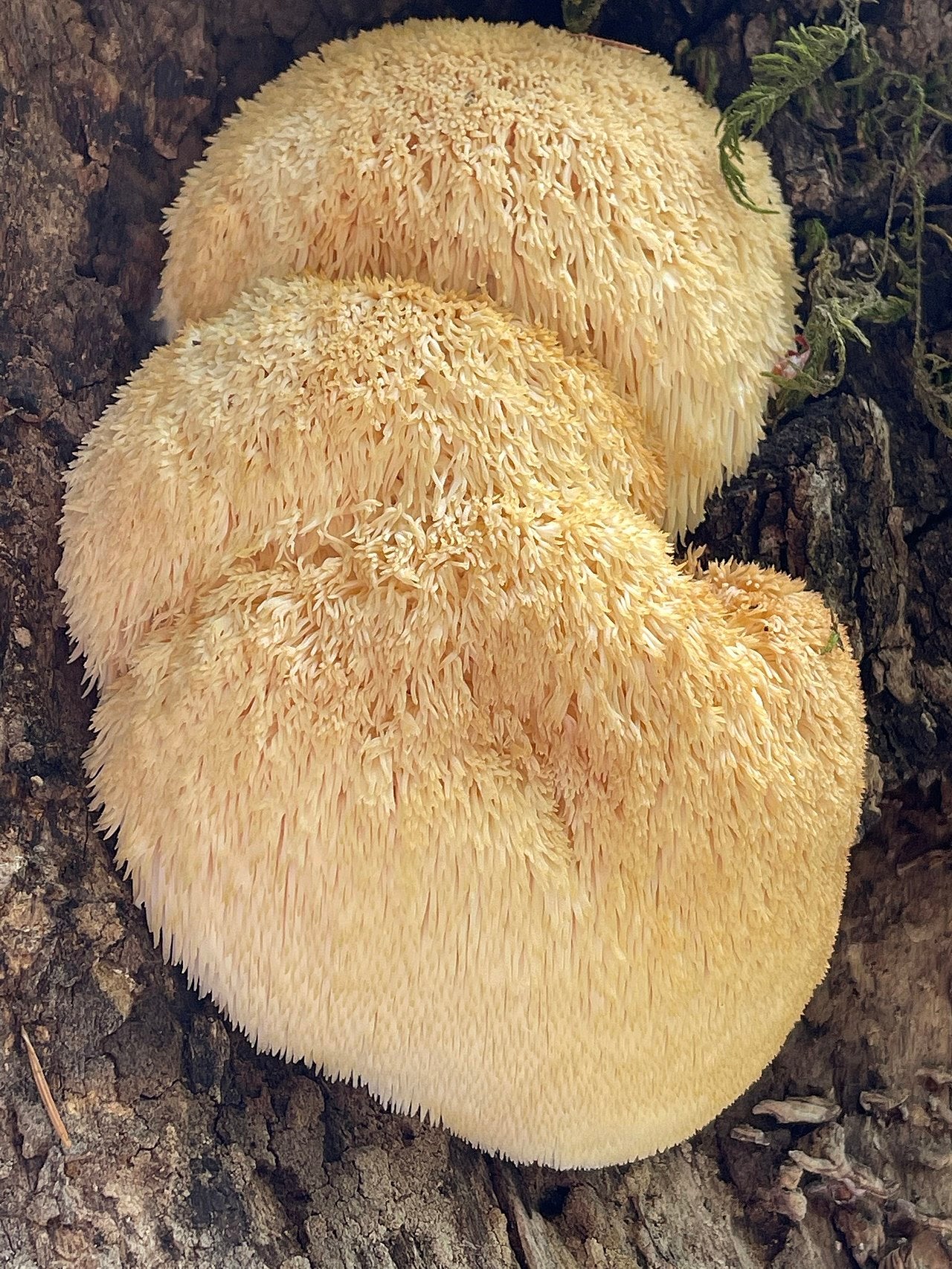 Lion's Mane Benefits for Focus, Memory & Mood in 2026