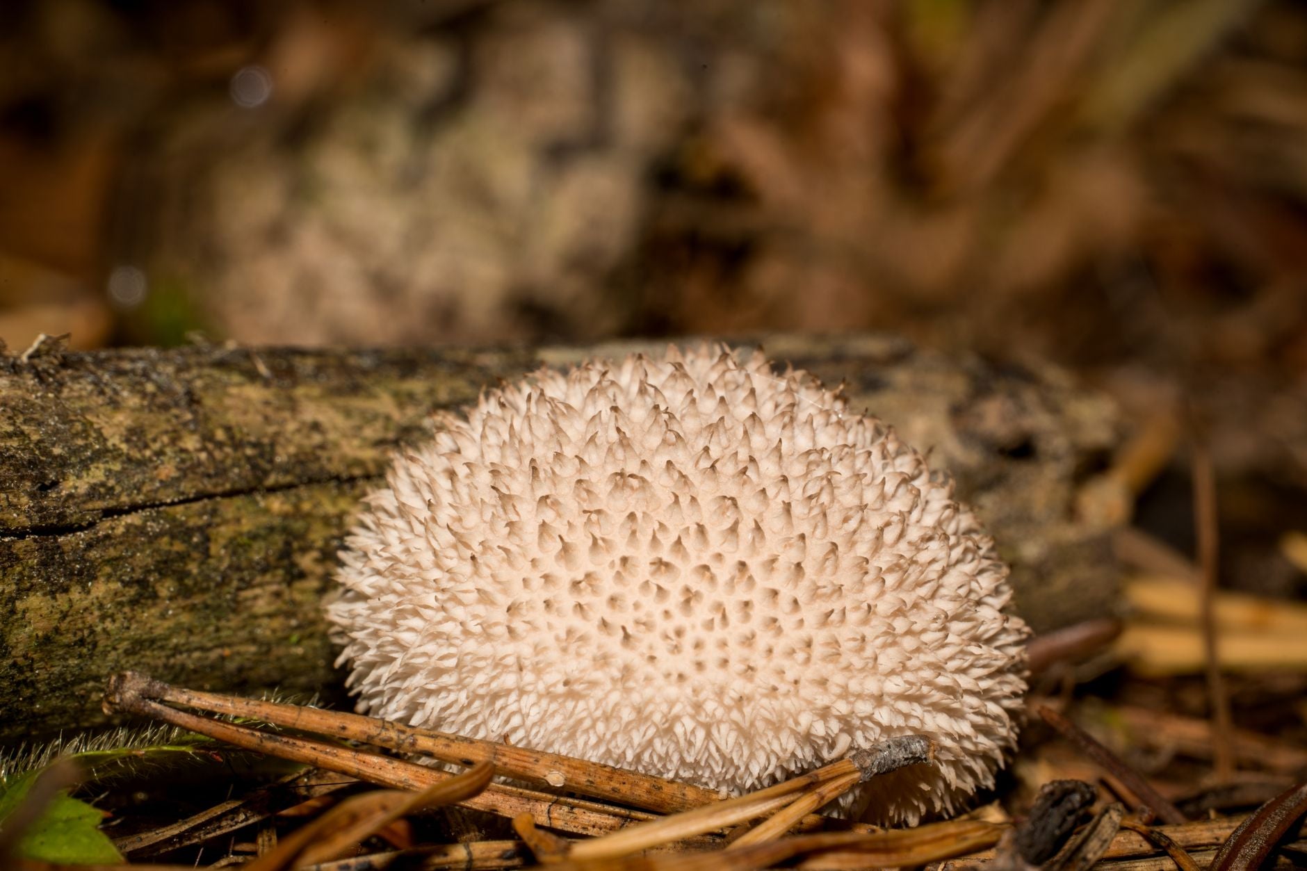 Lion's Mane Benefits: 7 Science-Backed Reasons to Try It in 2026