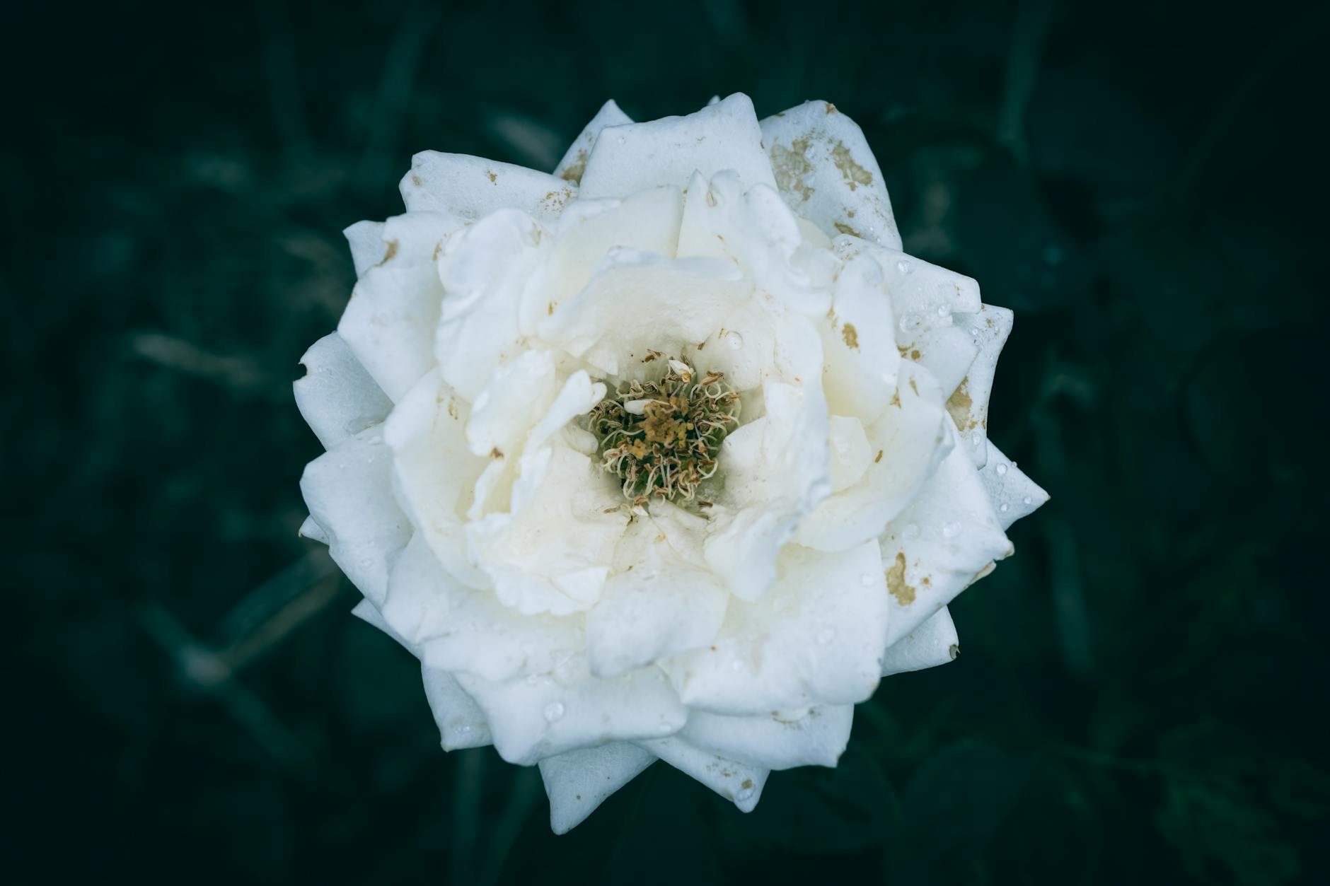 Rhodiola Rosea Supplement: What the Evidence Actually Says