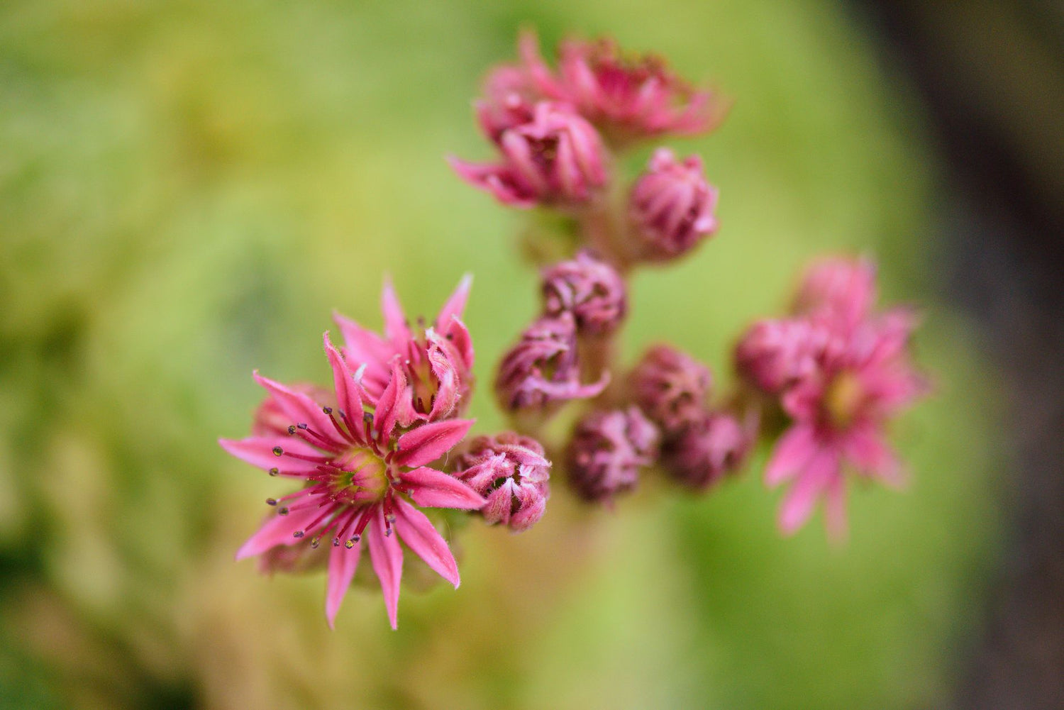 Rhodiola Rosea Supplement: What the Evidence Actually Says